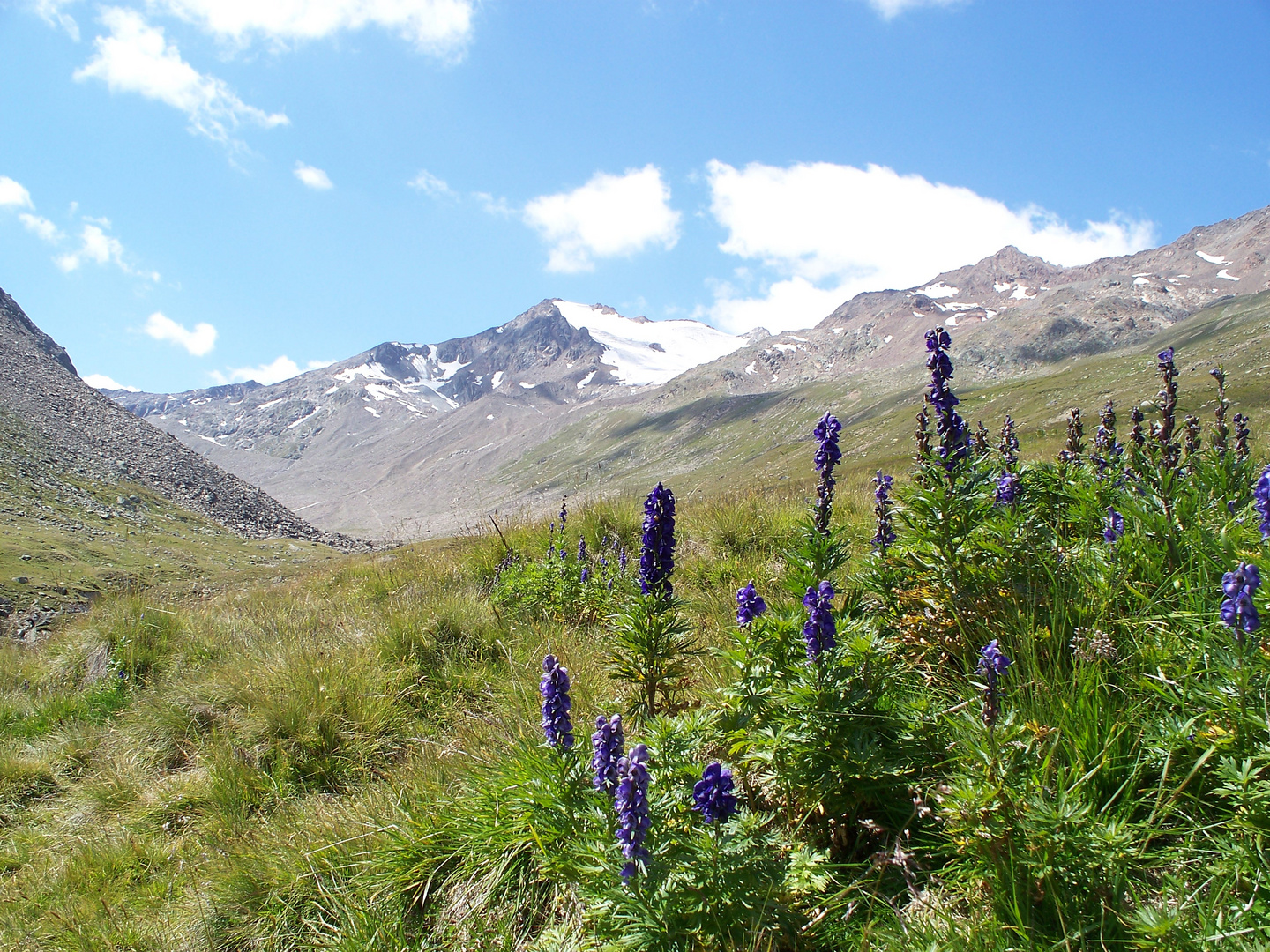 Alpenblumen