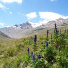 Alpenblumen