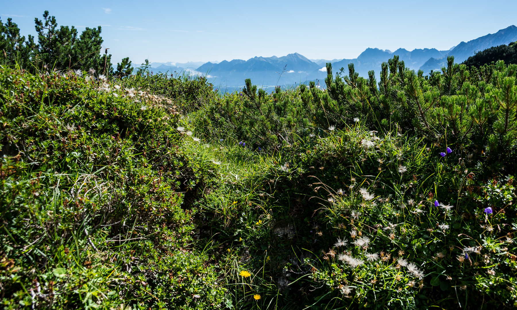 Alpenblumen