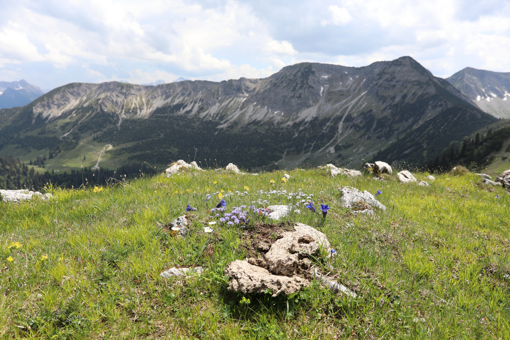 Alpenblumen