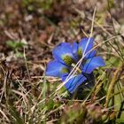 Alpenblumen