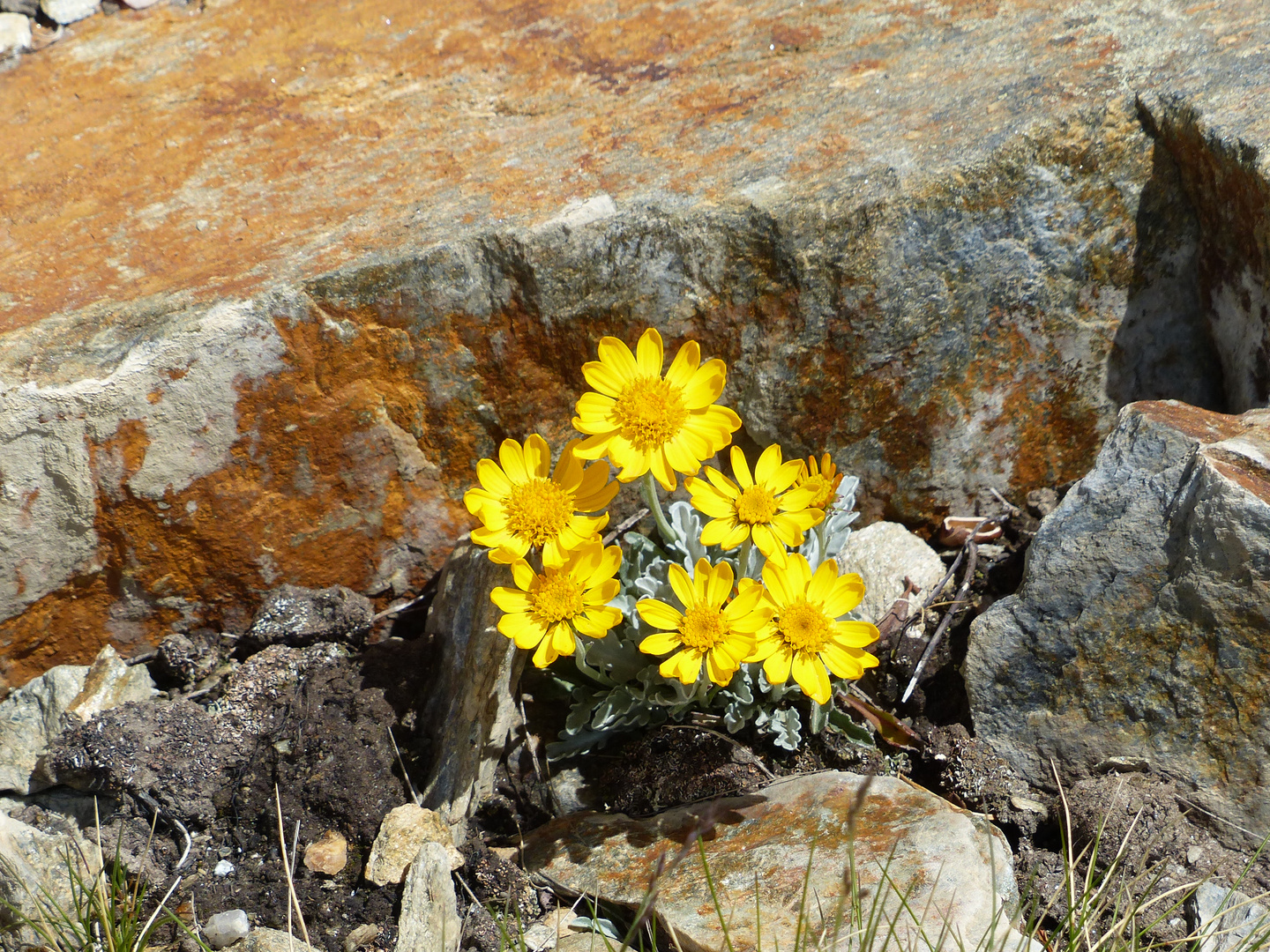 Alpenblumen