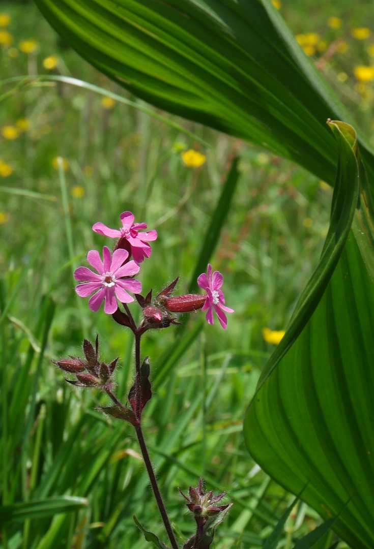 Alpenblumen