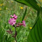 Alpenblumen