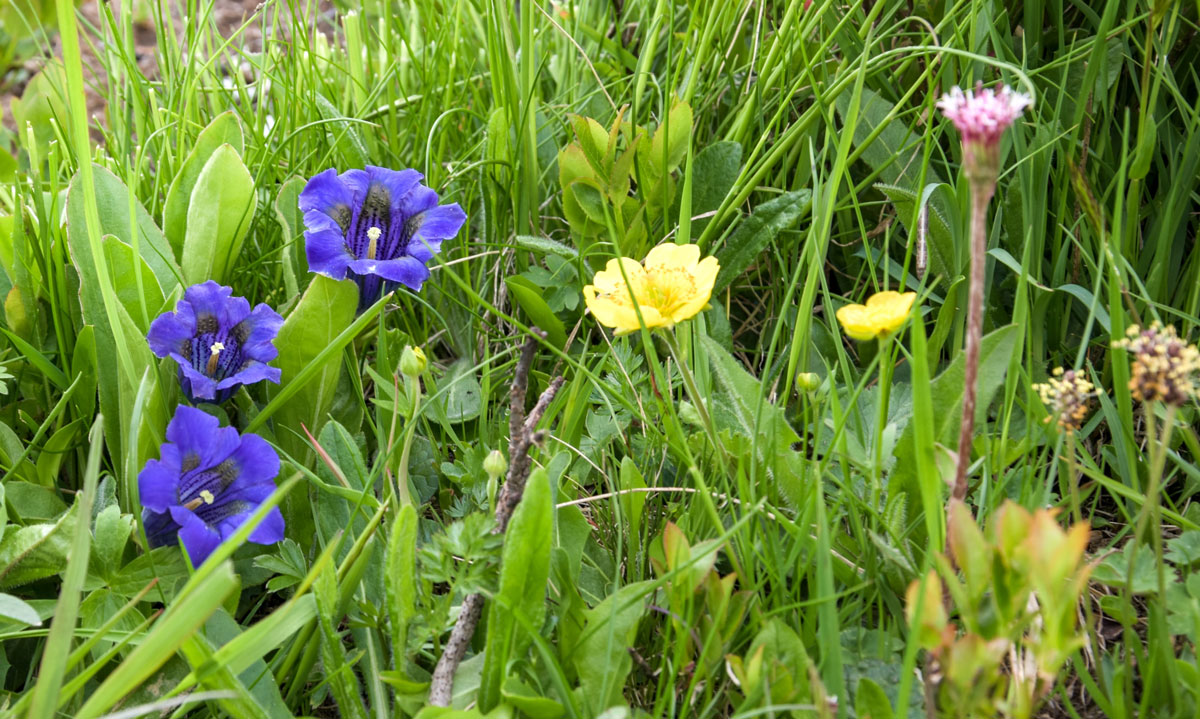 Alpenblumen