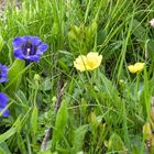 Alpenblumen