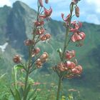 Alpenblumen