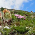 Alpenblumen