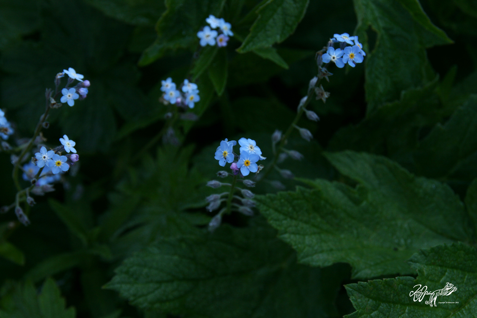 Alpenblumen