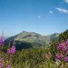 Alpenblumen