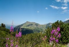 Alpenblumen