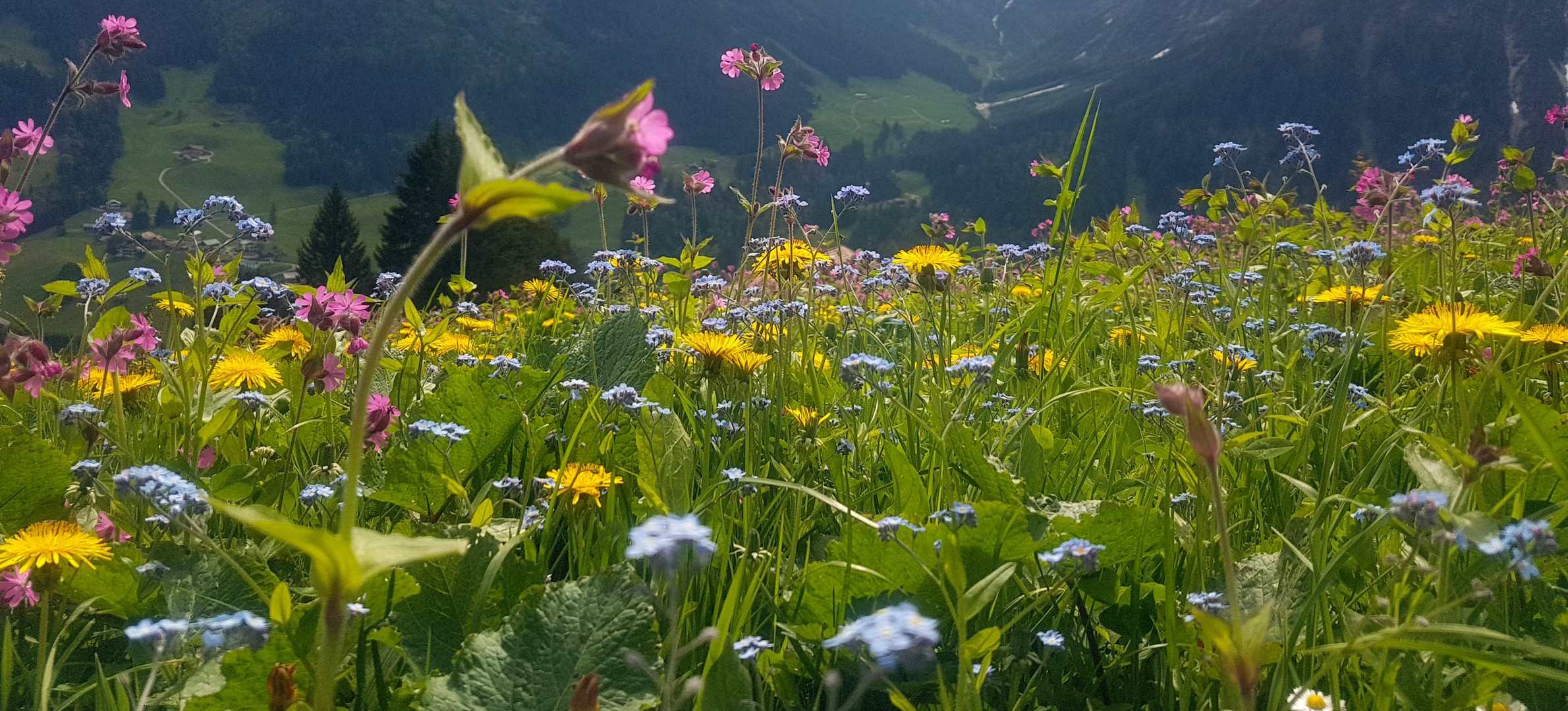 Alpenblumen