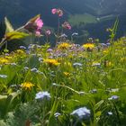 Alpenblumen