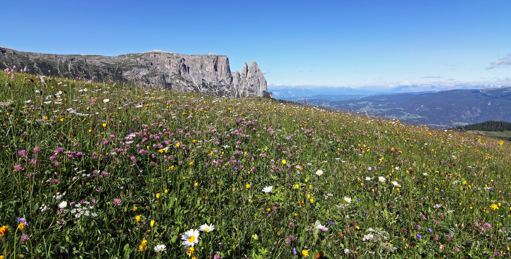 ALPENBLUMEN