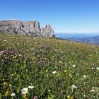 ALPENBLUMEN