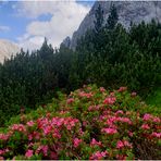 Alpenblumen