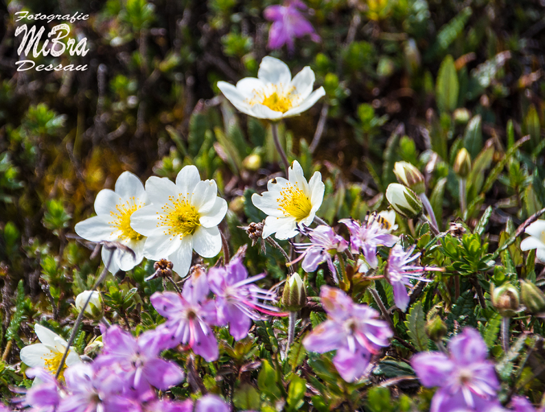 Alpenblumen am Wegesrand