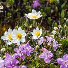 Alpenblumen am Wegesrand