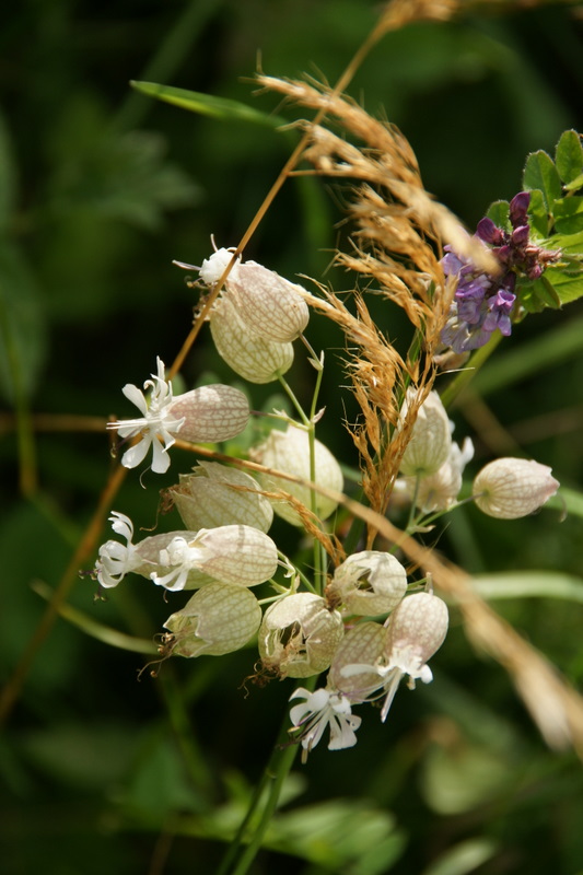 Alpenblumen am Wegrand