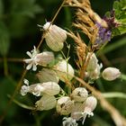 Alpenblumen am Wegrand