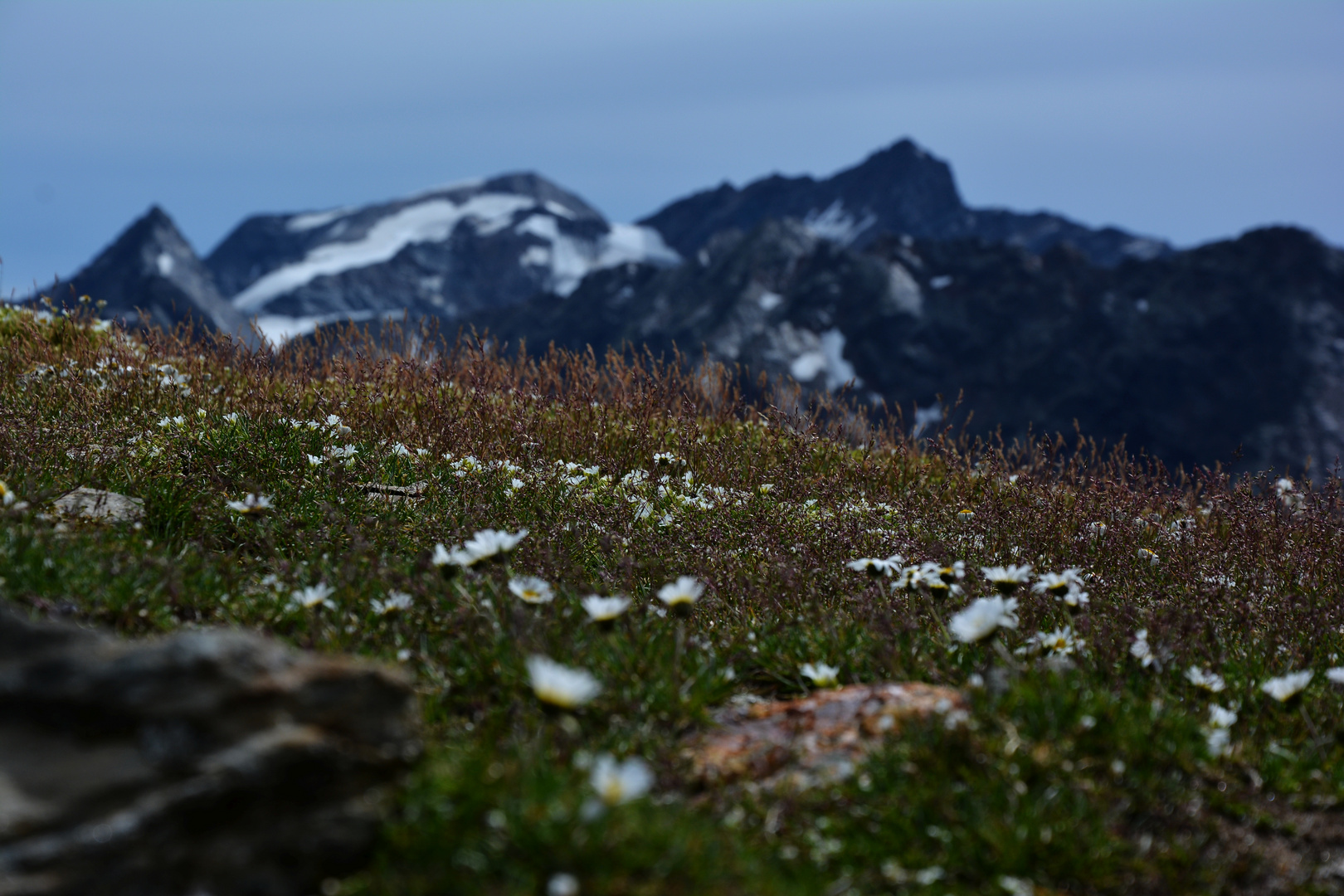 Alpenblumen auf 2900hm