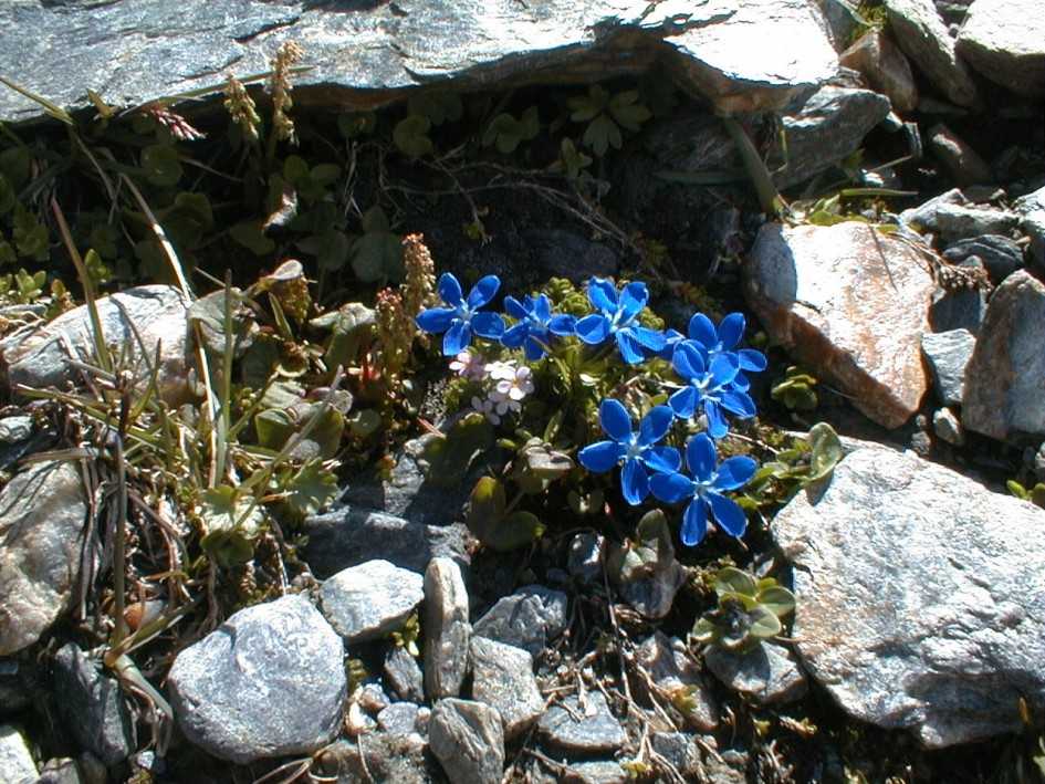 Alpenblumen