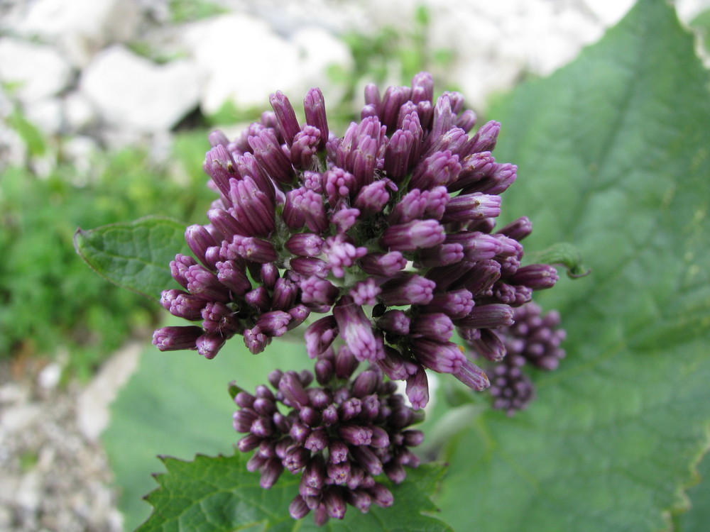 Alpenblumen