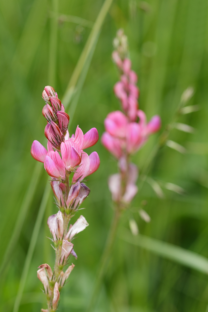 Alpenblumen - Berg-Esparsette