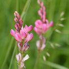 Alpenblumen - Berg-Esparsette