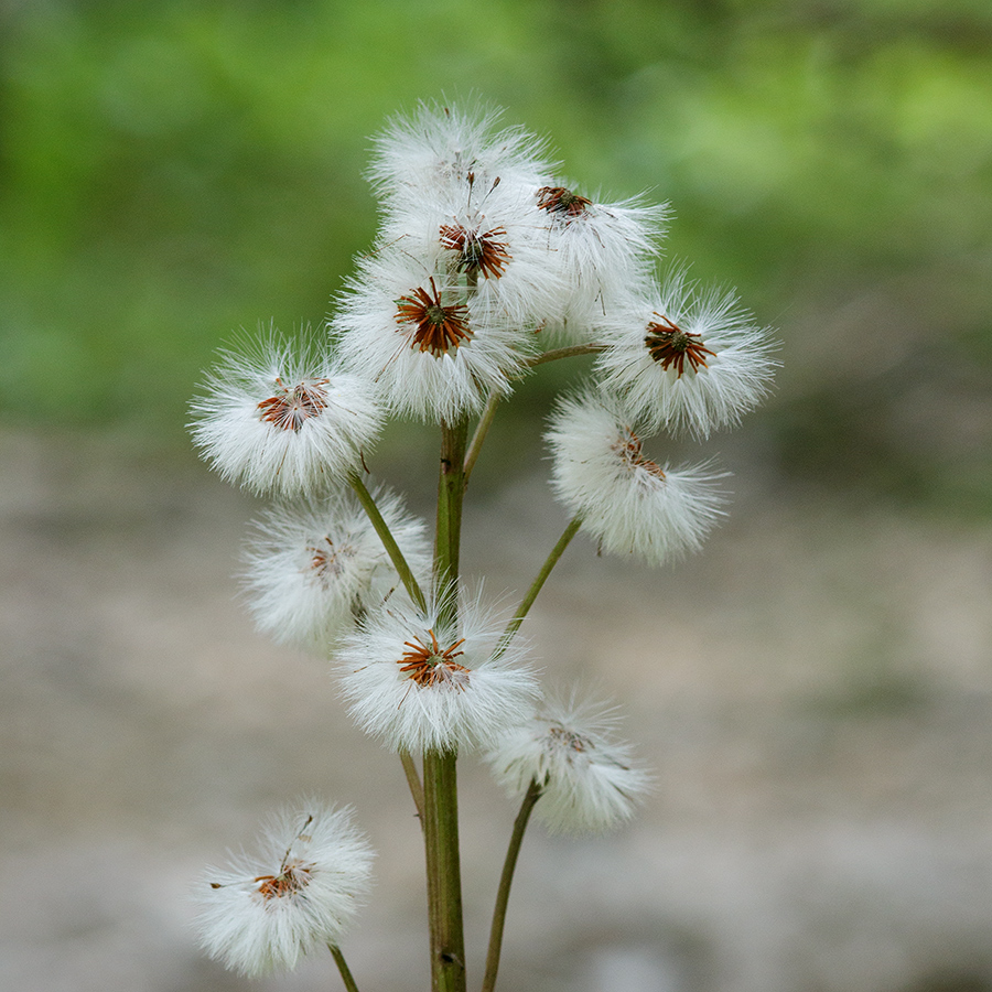 Alpenblumen -Gewöhnlicher Pestwurz