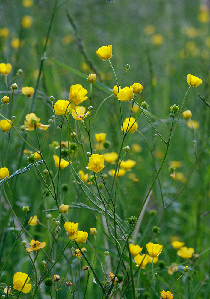 Alpenblumen - Hahnenfuß