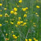 Alpenblumen - Hahnenfuß