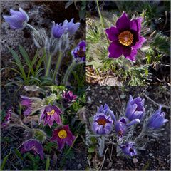 Alpenblumen im Belvedere