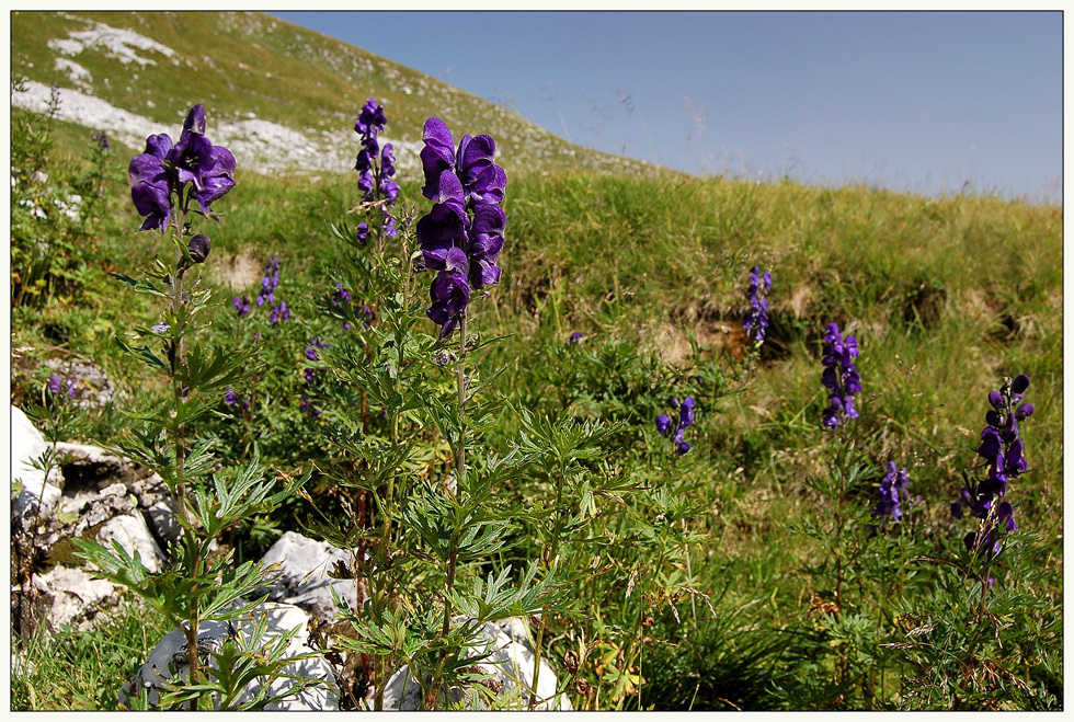 Alpenblumen in lila