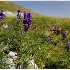 Alpenblumen in lila