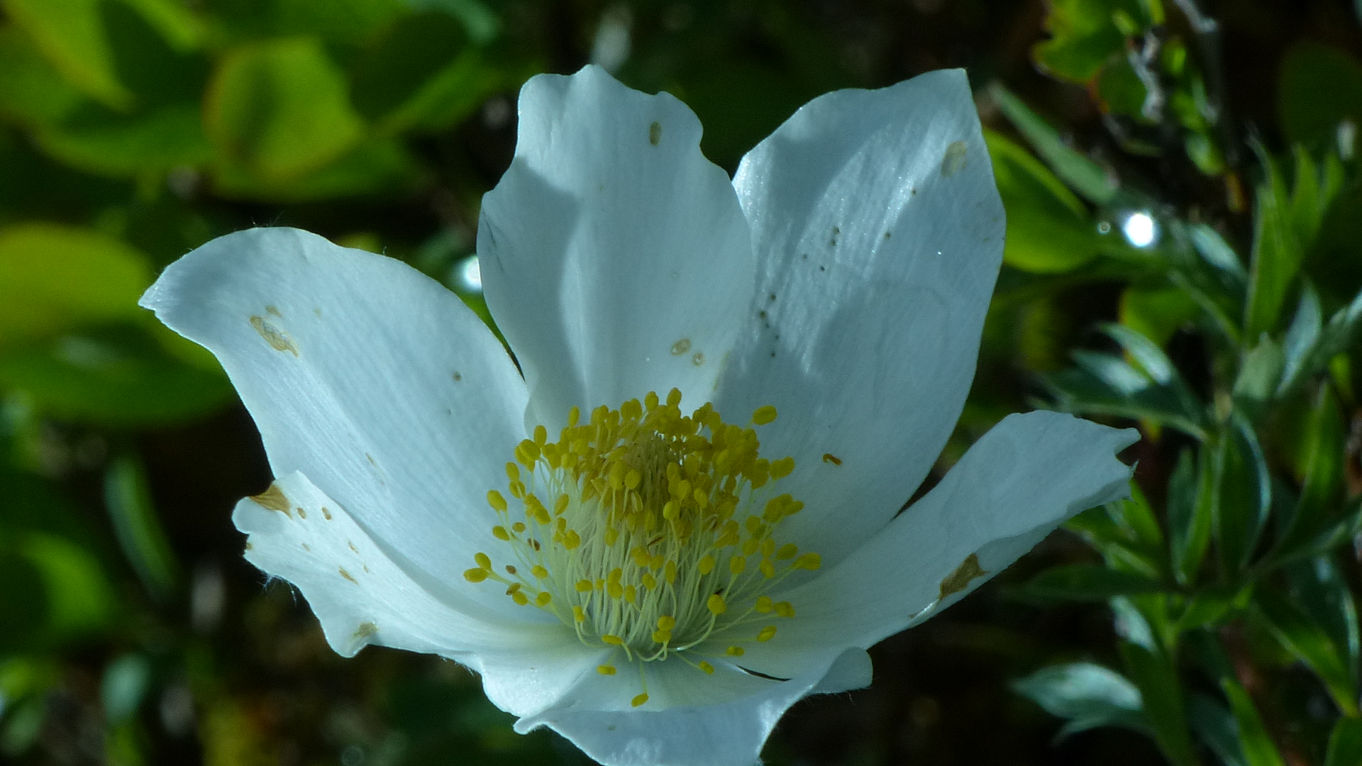 Alpenblumen in Osttirol