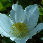 Alpenblumen in Osttirol