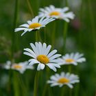 Alpenblumen - Margeriten