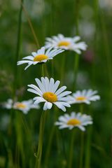 Alpenblumen - Margeriten