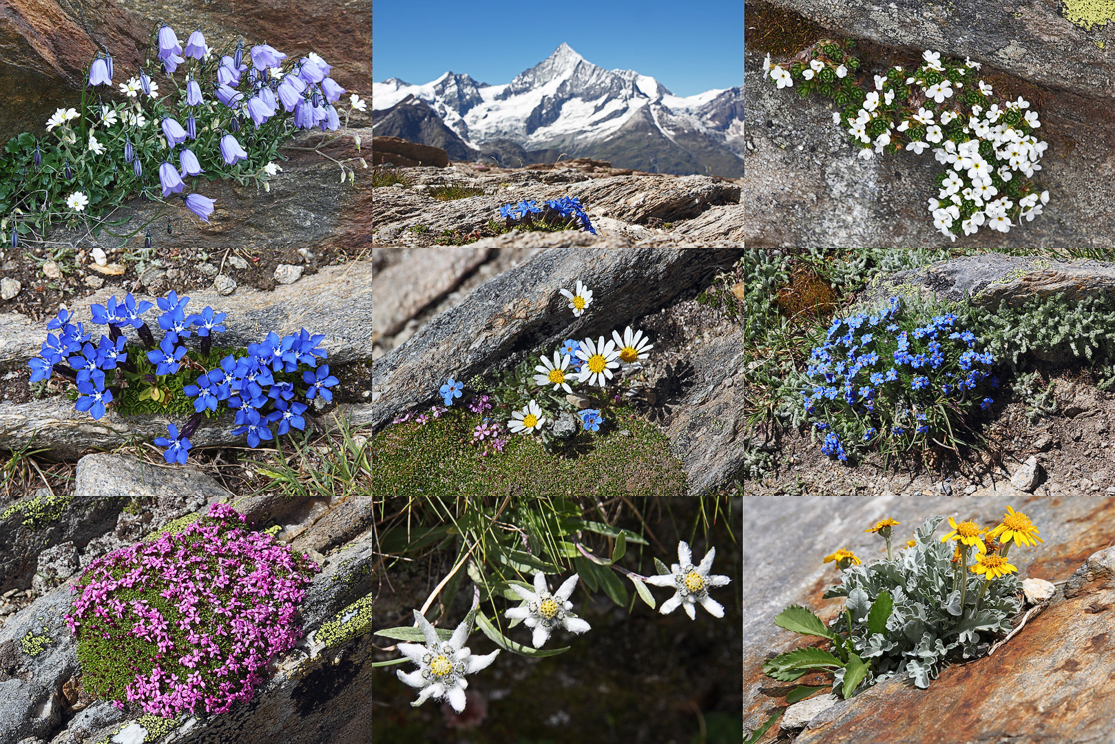 AlpenblumenSammlung Foto & Bild natur, pflanzen, wildlife Bilder auf