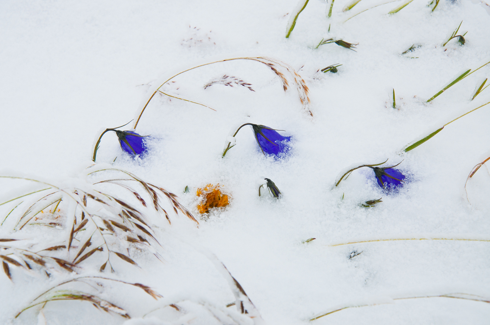 Alpenblumen unter Schnee