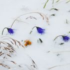 Alpenblumen unter Schnee