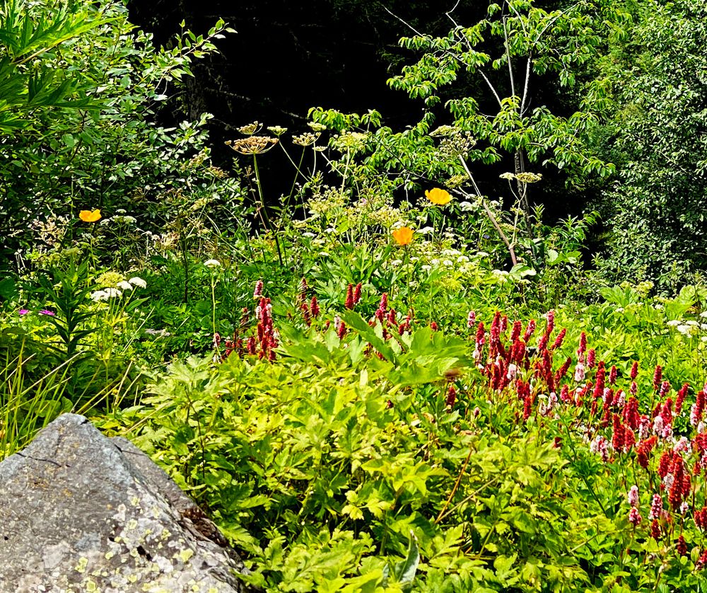 Alpenblumen vom September