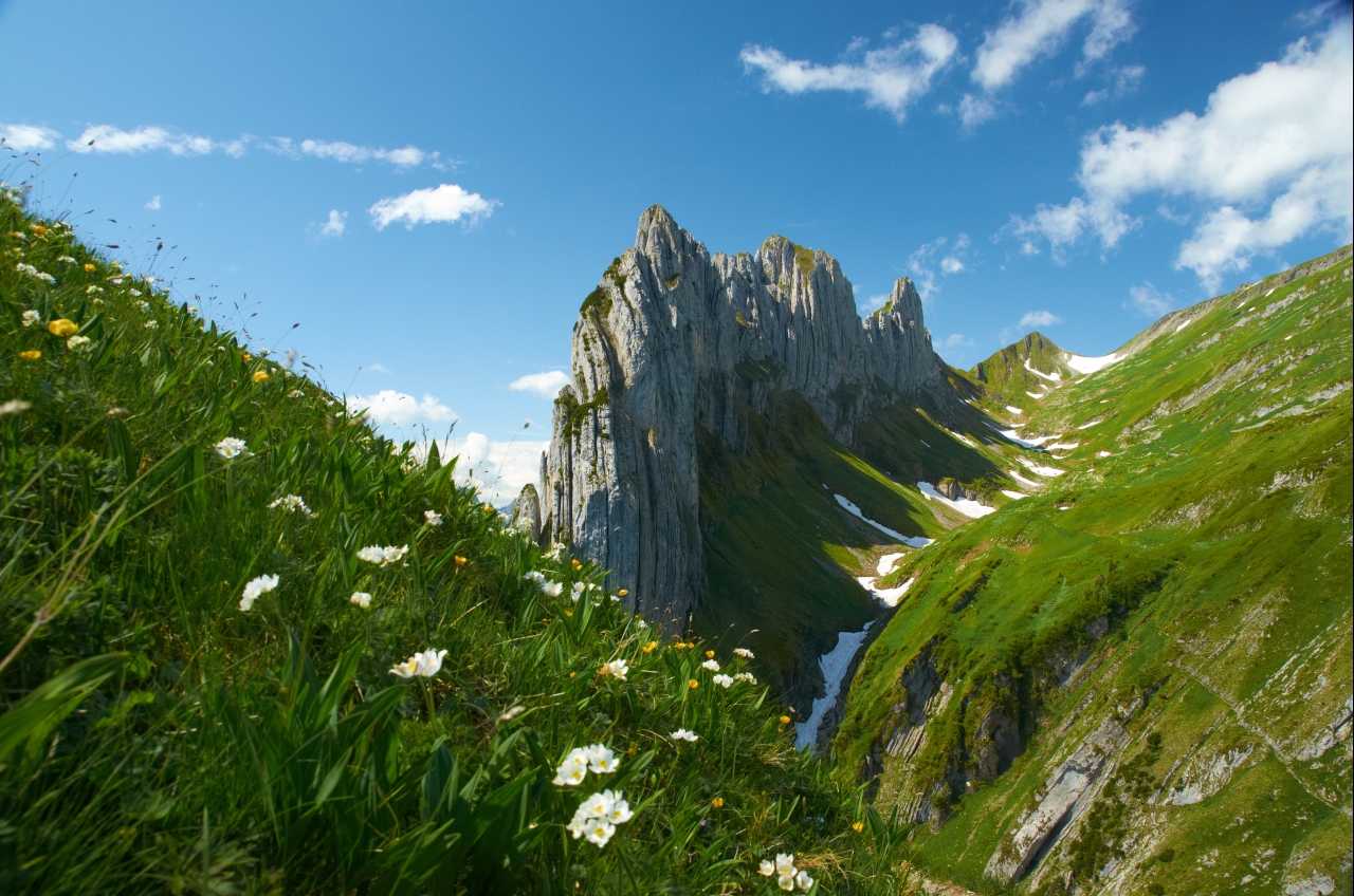 Alpenblumen vor der Saxer Lücke