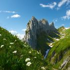 Alpenblumen vor der Saxer Lücke