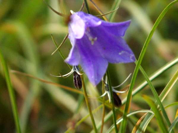 Alpenblumen1