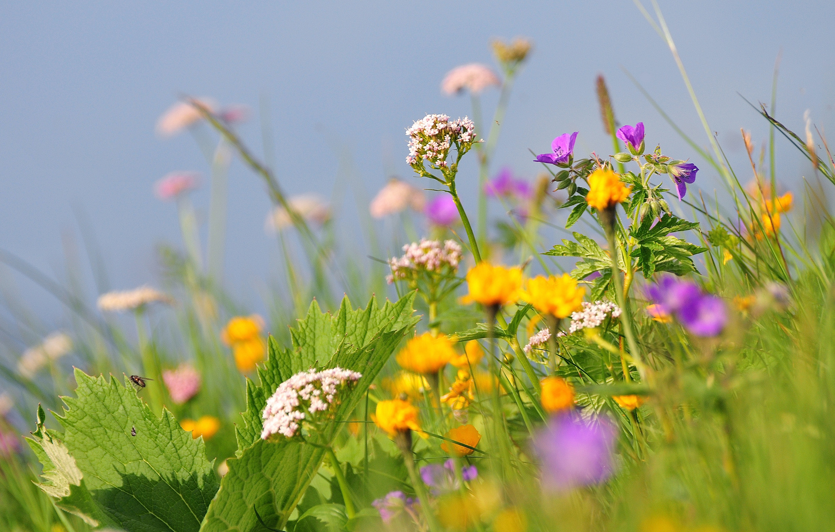 Alpenblumenwiese