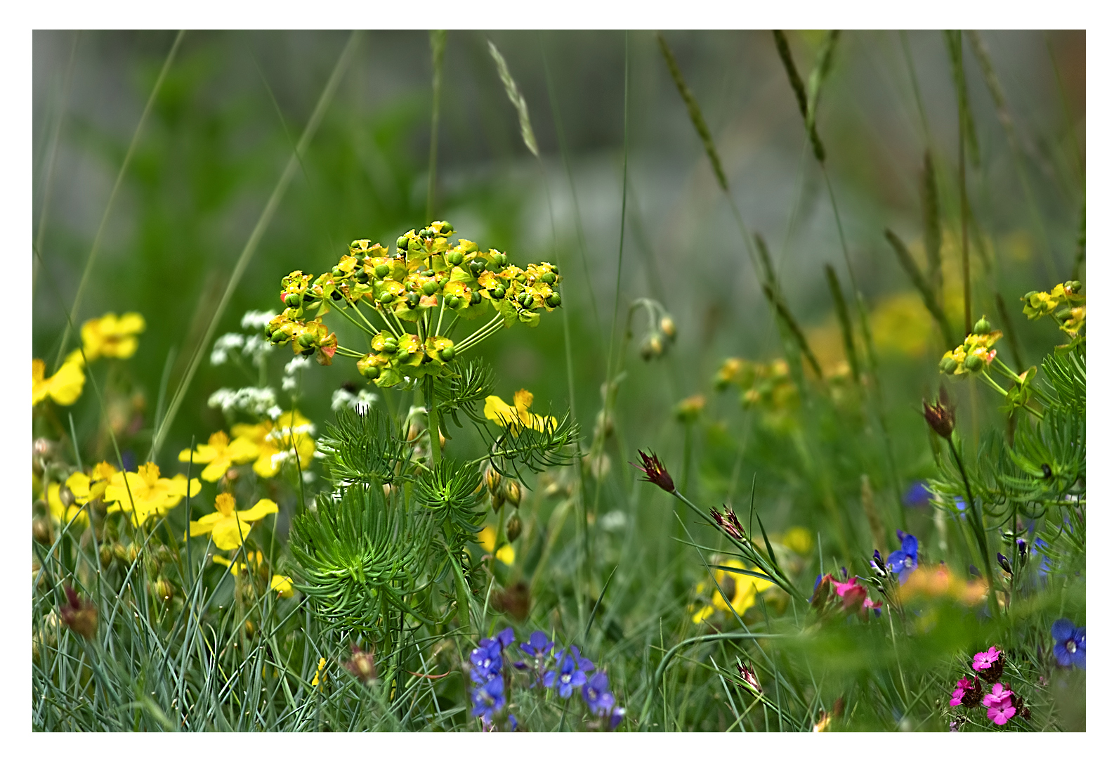 ....Alpenblumenwiese....