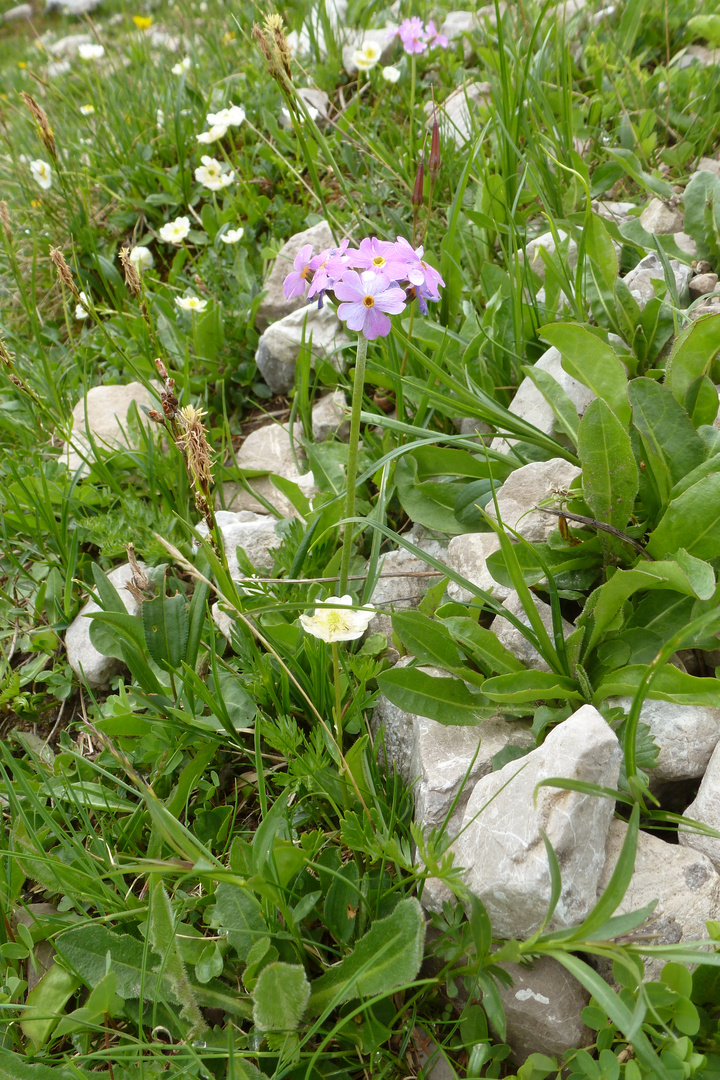 Alpenblumenwiese ( E 5 )