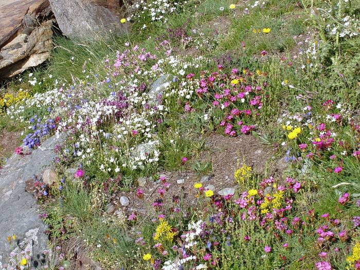 Alpenblumenwiewse mit phantastischer Pflanzenvielfalt